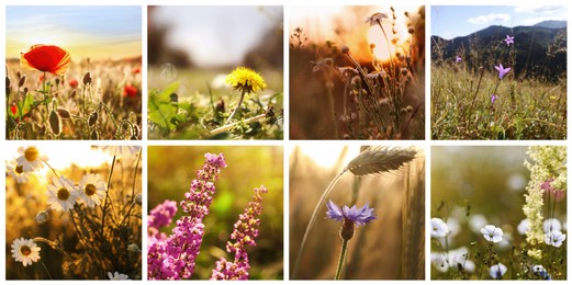 Image of Collage with photos of different beautiful wild flowers growing in meadow