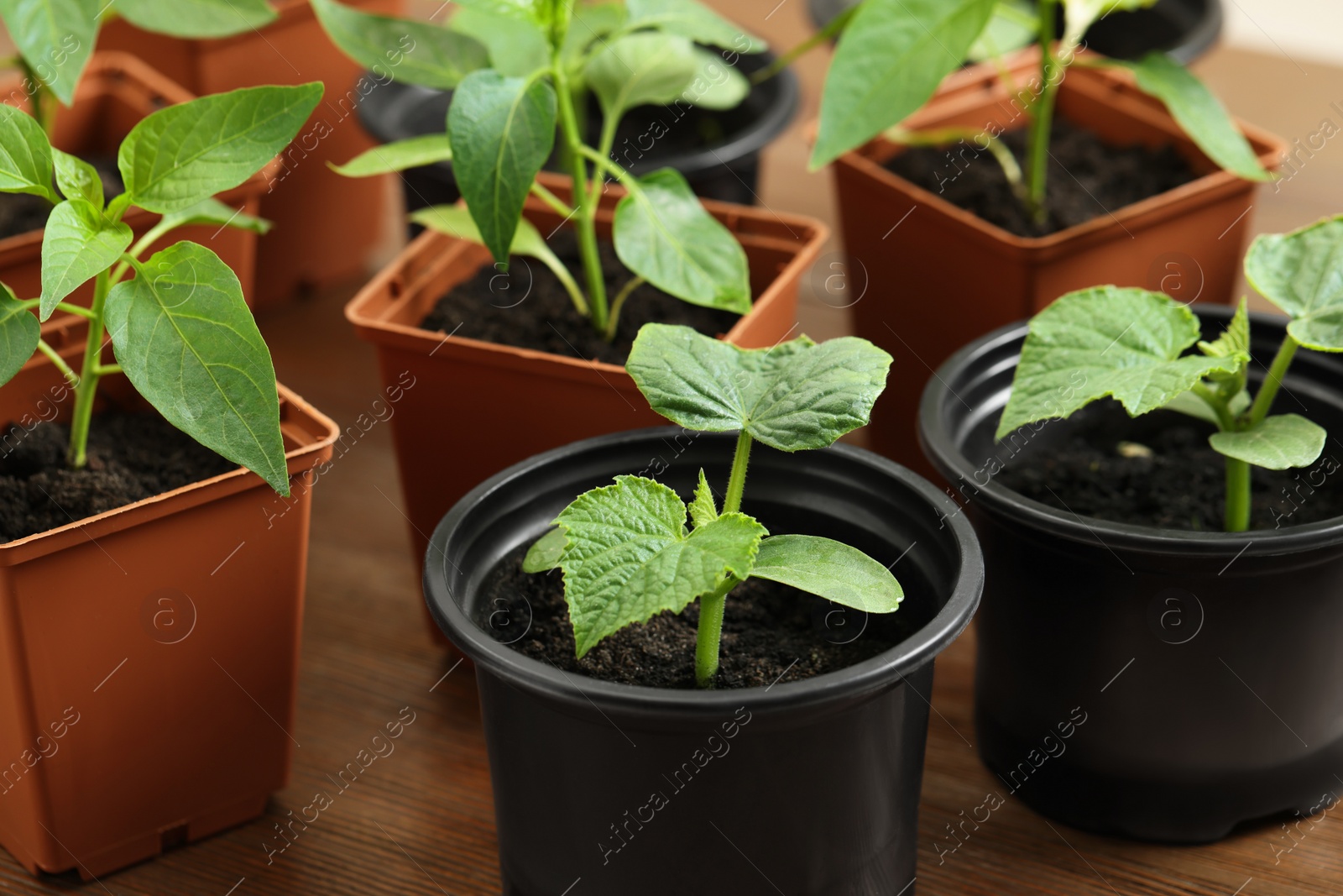 Photo of Seedlings growing in plastic containers with soil on wooden table, closeup