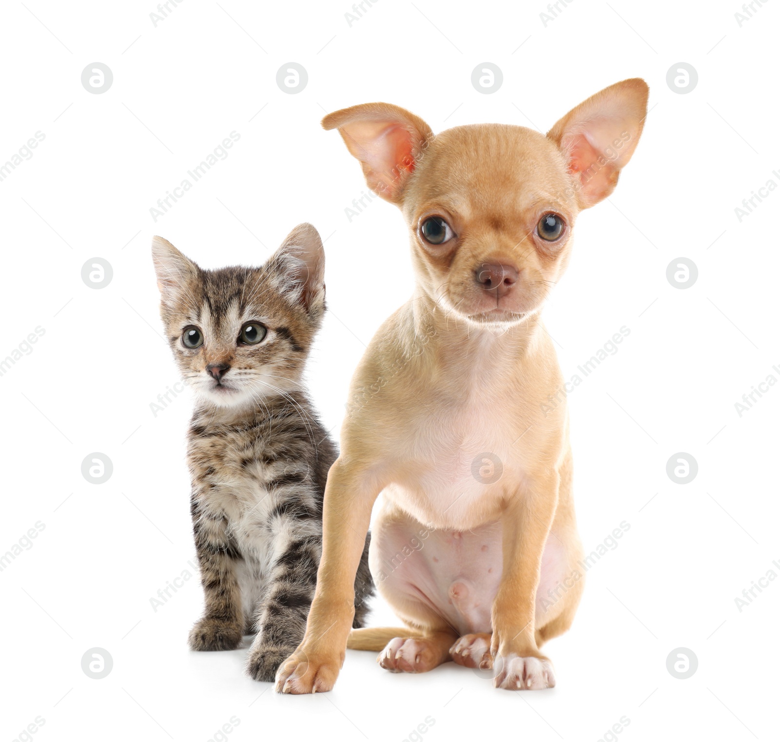 Image of Adorable little kitten and puppy on white background