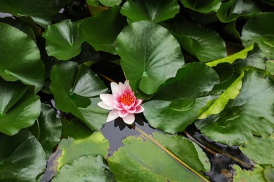 Photo of Pond with beautiful lotus flower and leaves