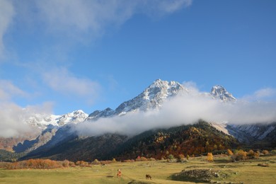 Photo of Picturesque view of high mountains with forest and horses grazing on meadow