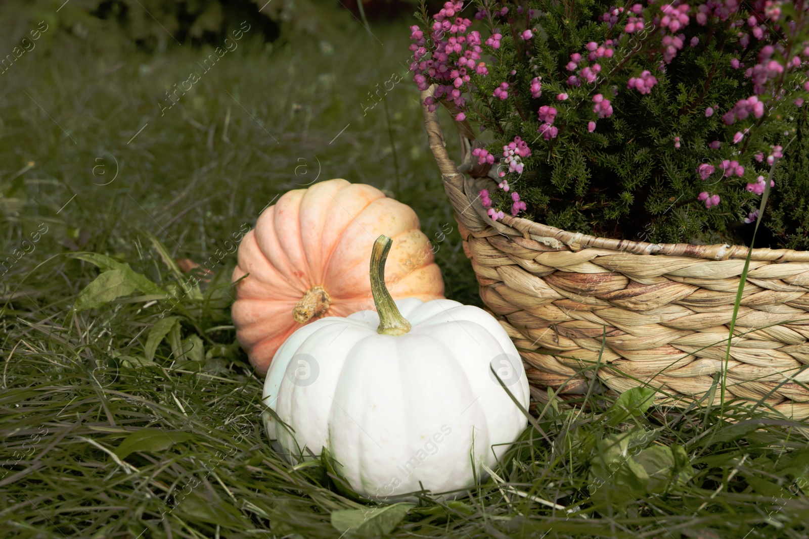 Photo of Wicker basket with beautiful heather flowers and pumpkins on green grass outdoors