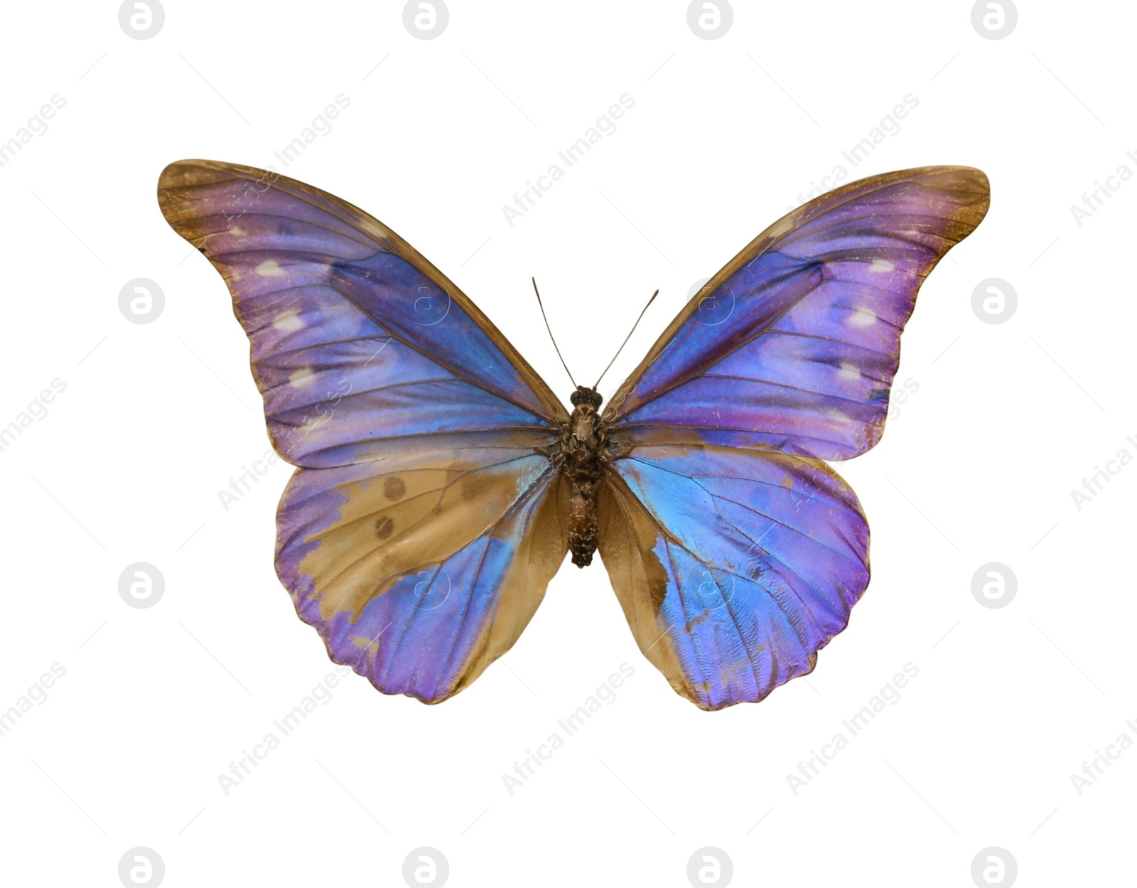 Image of Beautiful fragile exotic butterfly on white background