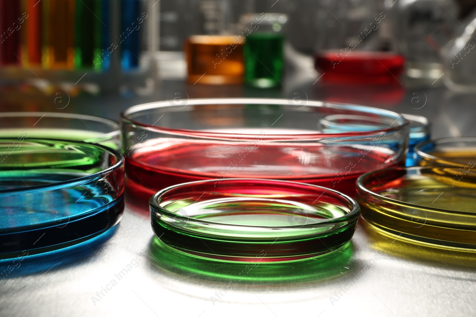 Photo of Petri dishes with colorful samples on table, closeup