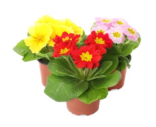 Photo of Beautiful primula (primrose) plants with colorful flowers on white background. Spring blossom