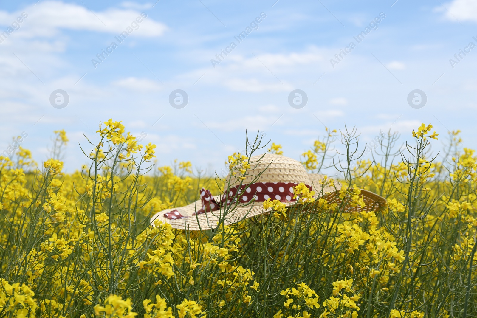 Photo of Women's hat on beautiful blooming rapeseed flowers outdoors