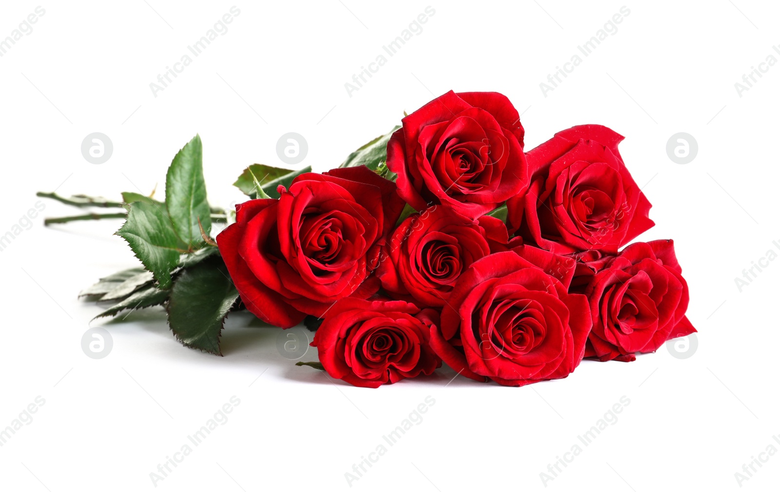 Photo of Beautiful red rose flowers on white background