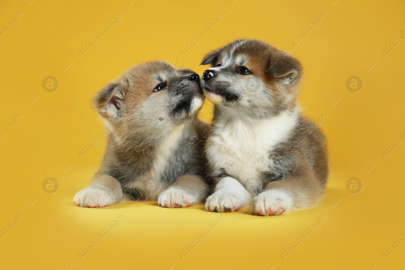 Photo of Adorable Akita Inu puppies on yellow background