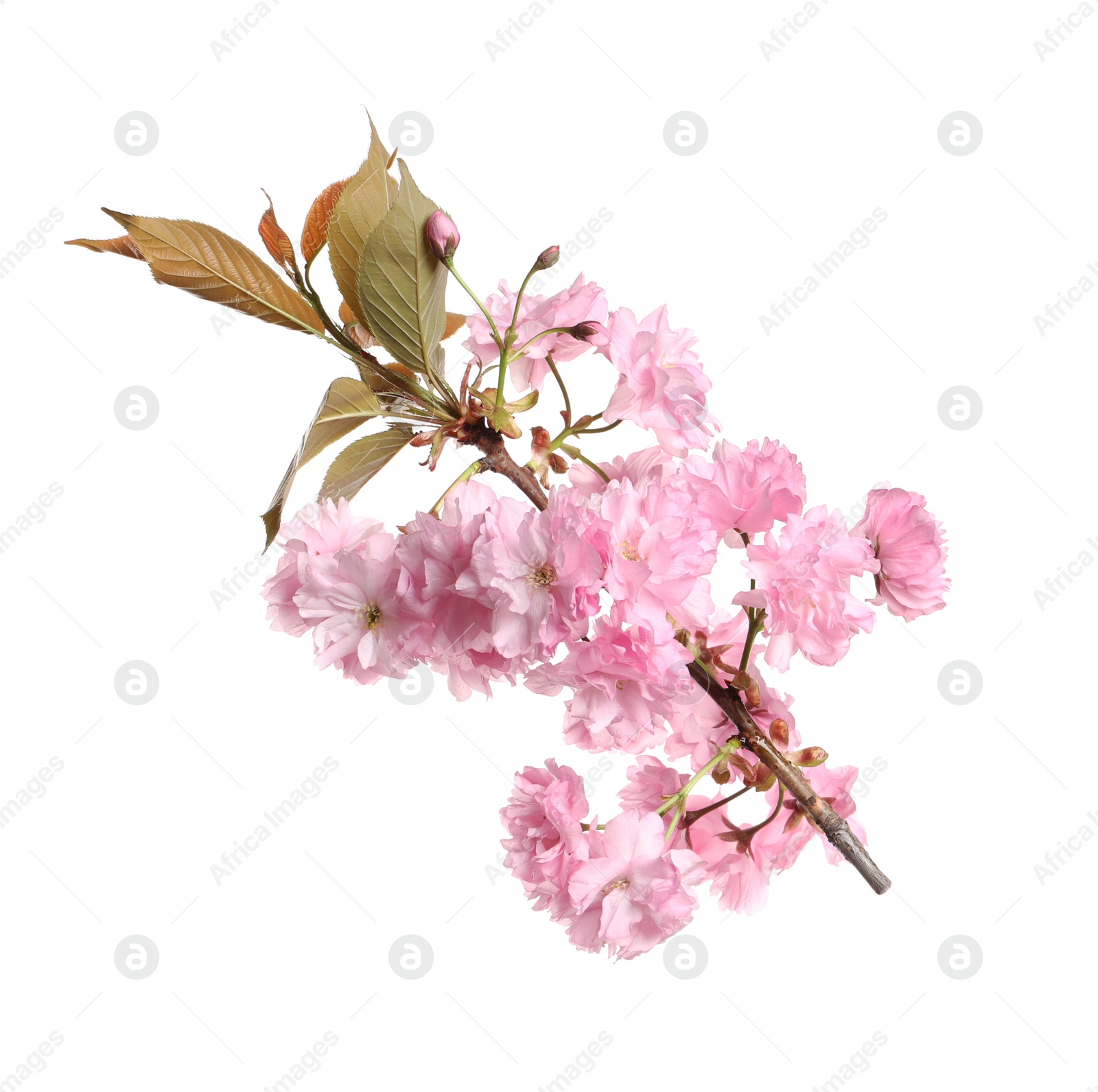 Photo of Beautiful sakura tree branch with pink flowers isolated on white