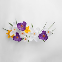 Photo of Beautiful crocus flowers on white background, flat lay