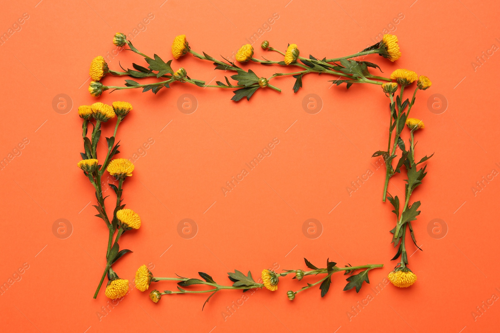 Photo of Frame made of beautiful yellow chrysanthemum flowers on orange background, flat lay. Space for text