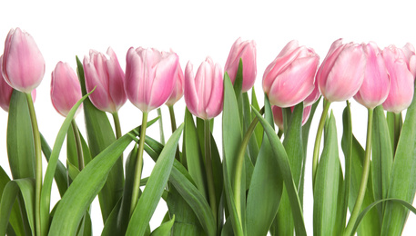 Photo of Beautiful pink spring tulips on white background