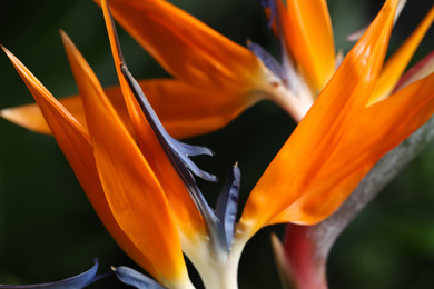 Photo of Bird of Paradise tropical flowers on blurred background, closeup