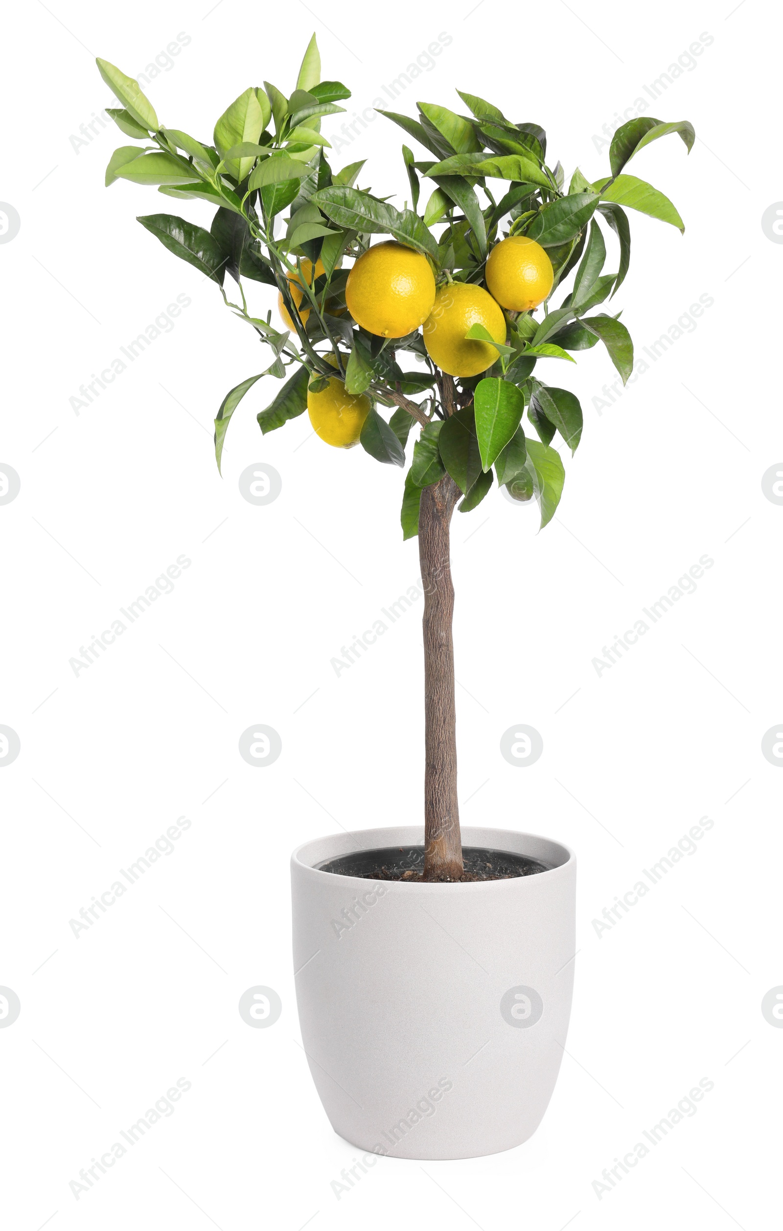 Photo of Lemon tree with ripe fruits in pot on white background