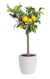 Photo of Lemon tree with ripe fruits in pot on white background