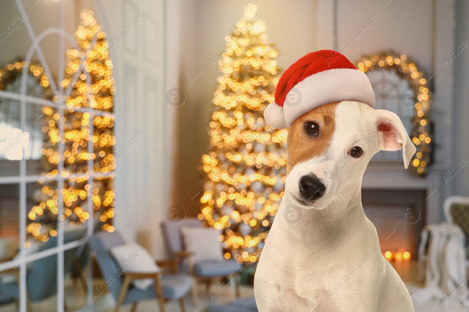 Image of Cute Jack Russel Terrier dog with Santa hat and room decorated for Christmas on background