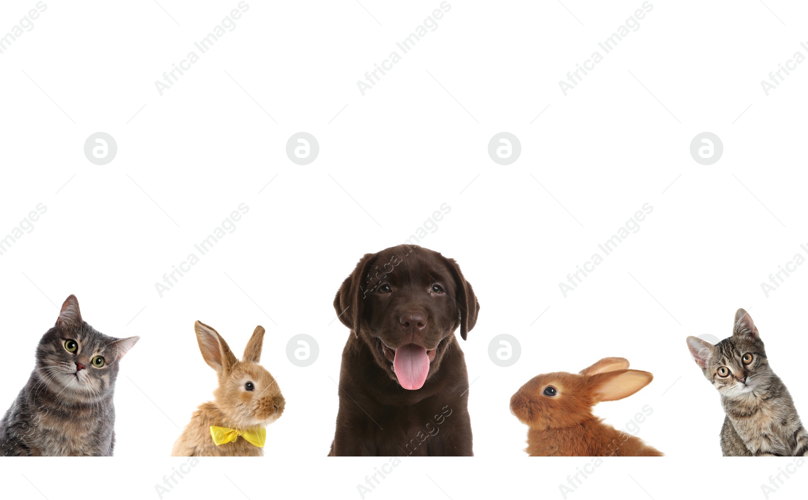 Image of Set with different cute pets on white background