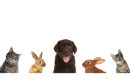Set with different cute pets on white background