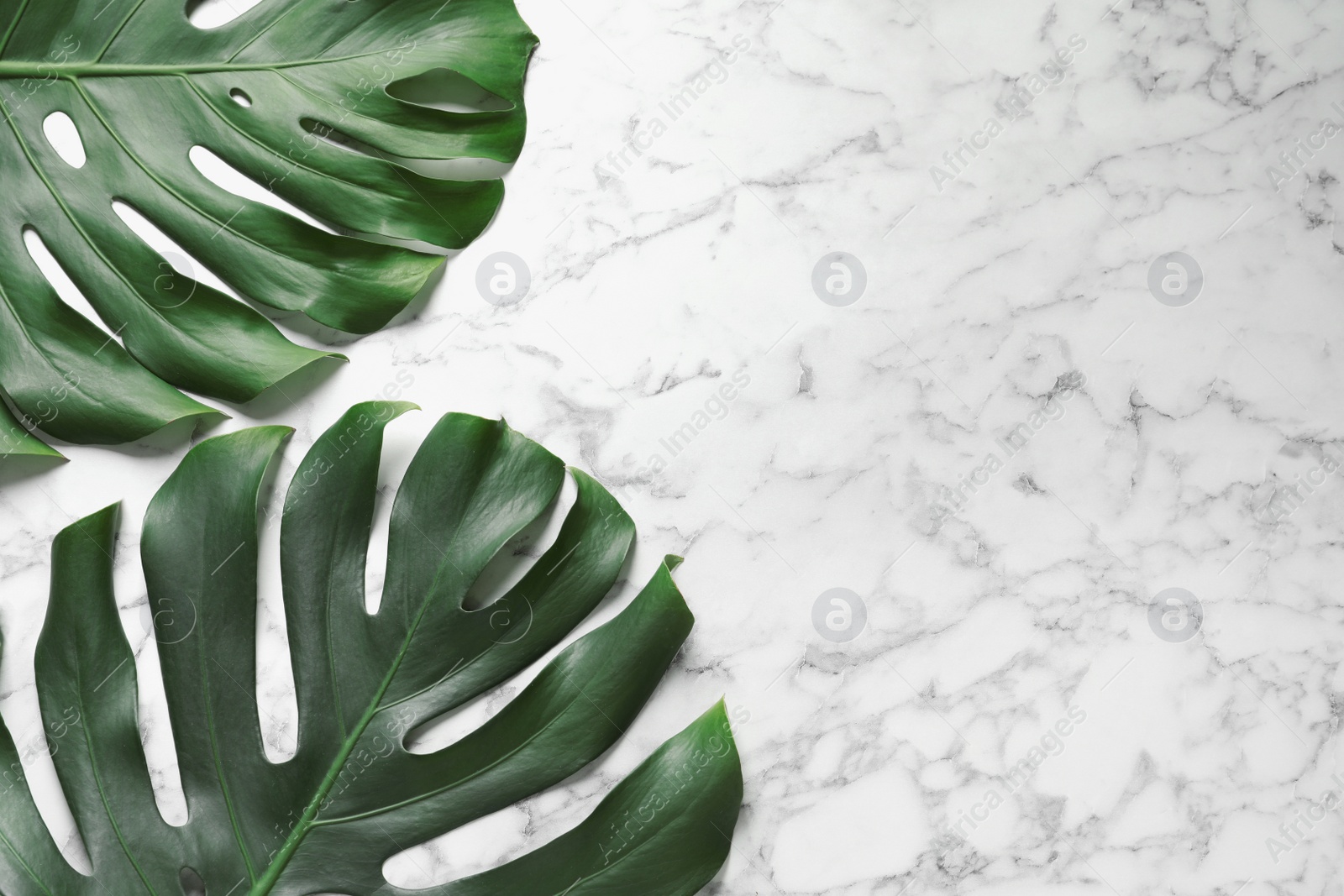 Photo of Green fresh monstera leaves on marble background, flat lay with space for text. Tropical plant