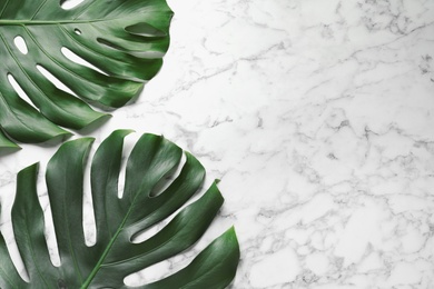 Green fresh monstera leaves on marble background, flat lay with space for text. Tropical plant