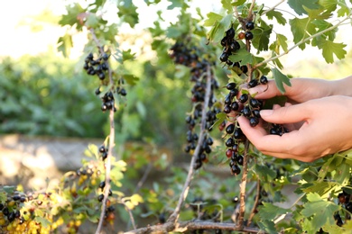 Photo of Woman picking black currant berries outdoors, closeup