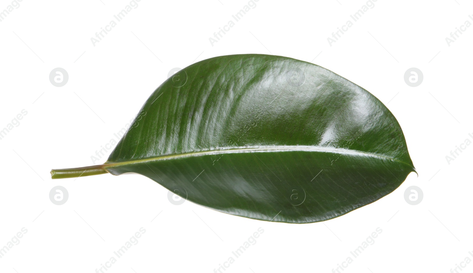 Photo of Fresh green leaf of Ficus elastica plant isolated on white