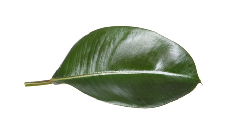 Photo of Fresh green leaf of Ficus elastica plant isolated on white