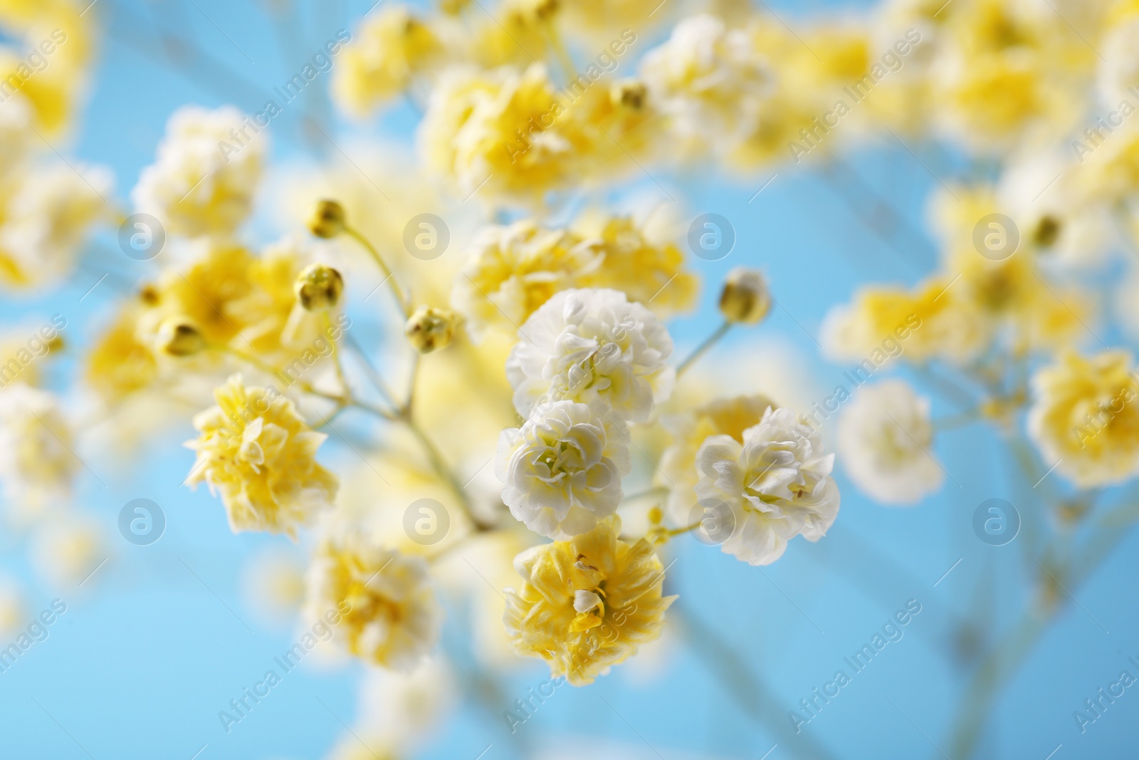 Photo of Beautiful dyed gypsophila flowers on light blue background, closeup