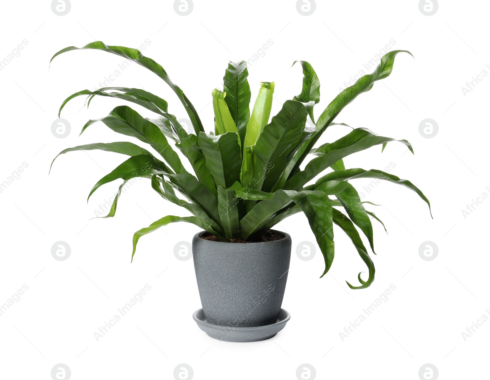 Photo of Beautiful asplenium plant in pot on white background. House decor