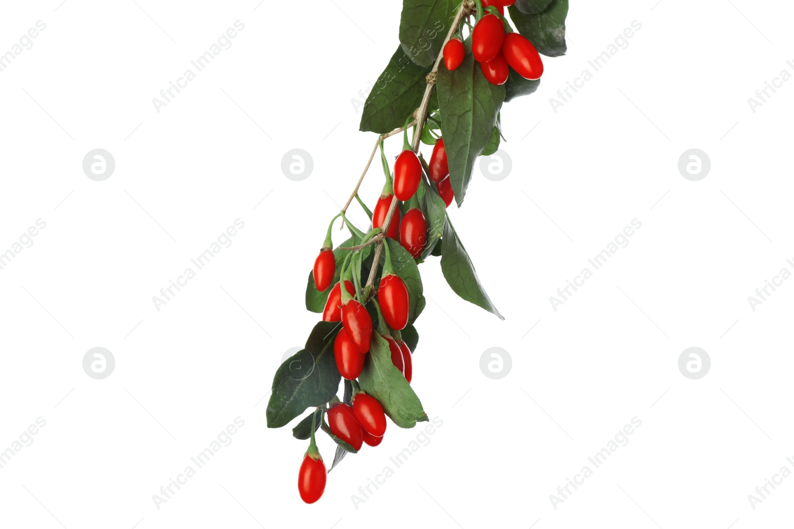 Photo of Twig with fresh goji berries on white background