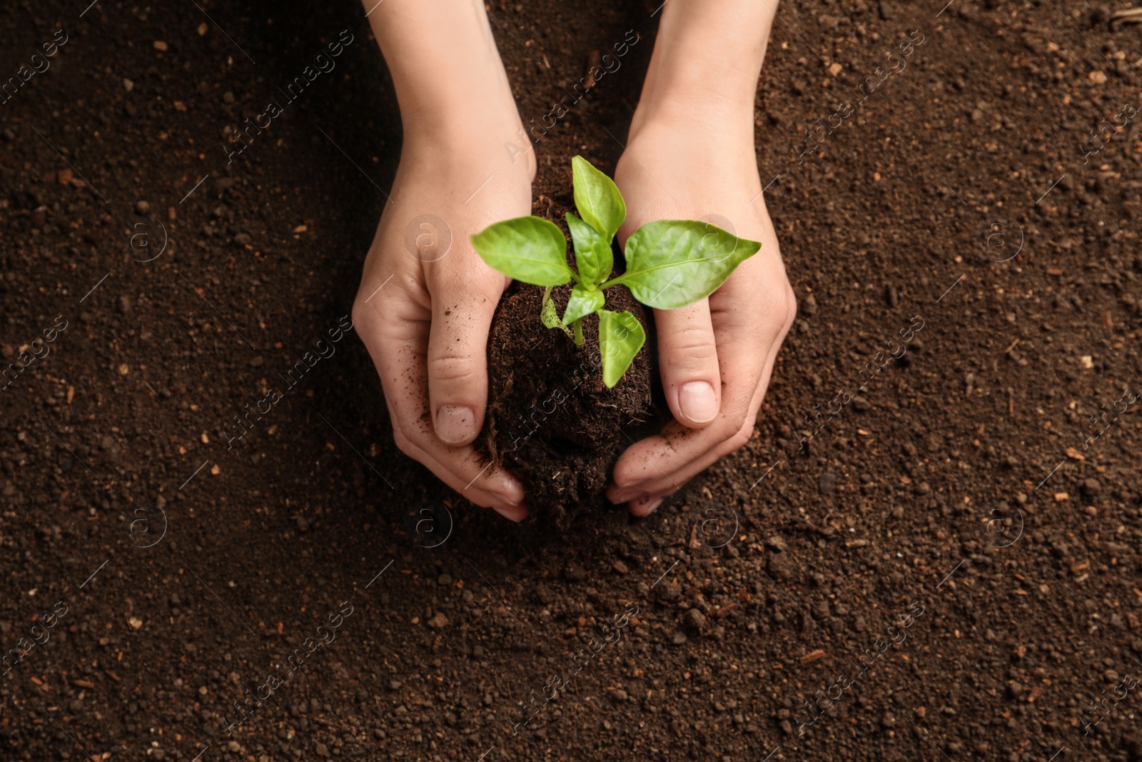 Photo of Woman holding green seedling on soil, top view