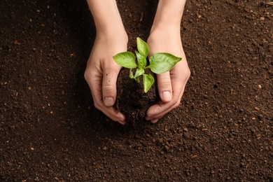 Photo of Woman holding green seedling on soil, top view