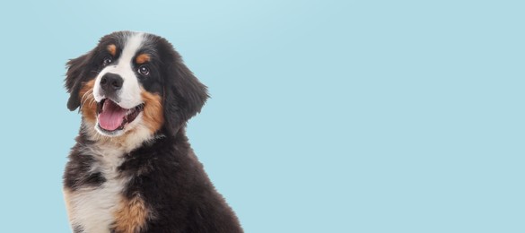 Image of Happy pet. Cute Bernese Mountain Dog puppy smiling on pale light blue background, space for text. Banner design