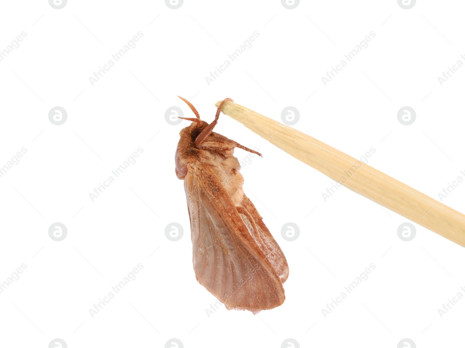 Photo of Brown common clothing moth isolated on white