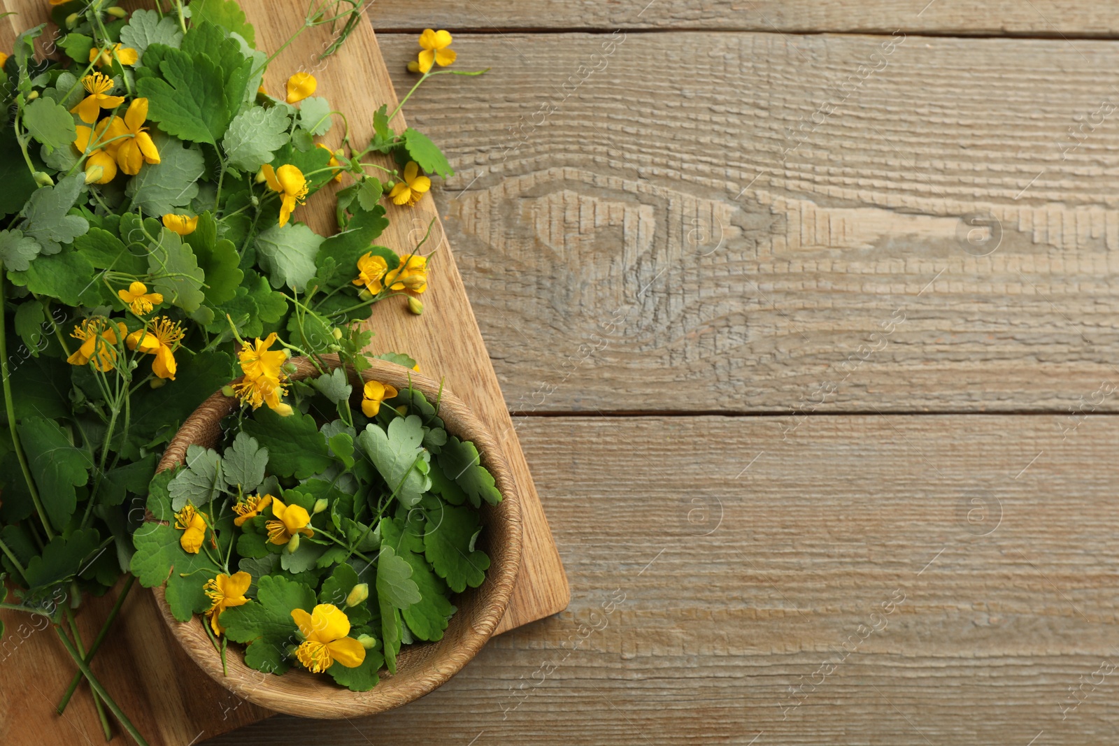 Photo of Celandine with beautiful yellow flowers on wooden table, top view. Space for text