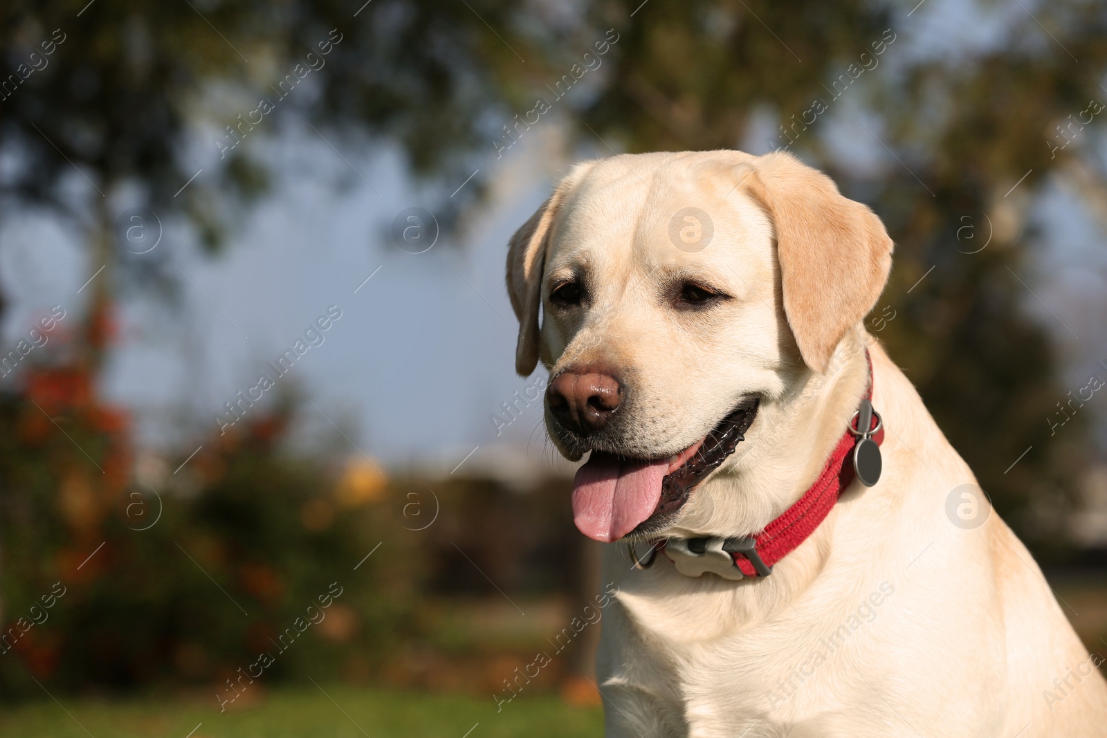 Photo of Yellow Labrador in park on sunny day. Space for text