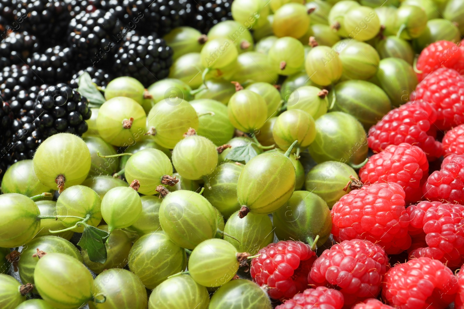 Photo of Raspberries, blackberries and gooseberries as background