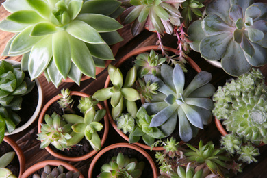 Many different echeverias on table, flat lay. Beautiful succulent plants