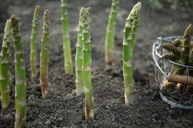 Metal basket with fresh asparagus near growing plants in field, closeup