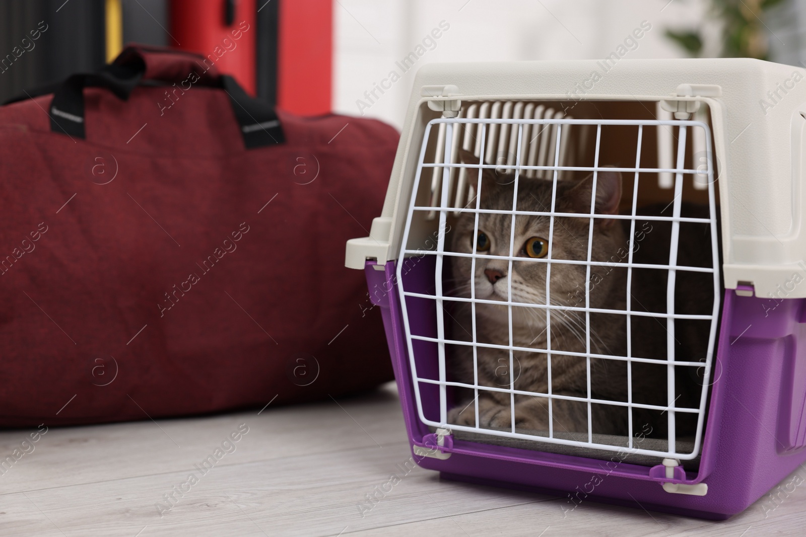 Photo of Travel with pet. Cute cat in carrier and bag indoors