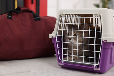 Travel with pet. Cute cat in carrier and bag indoors