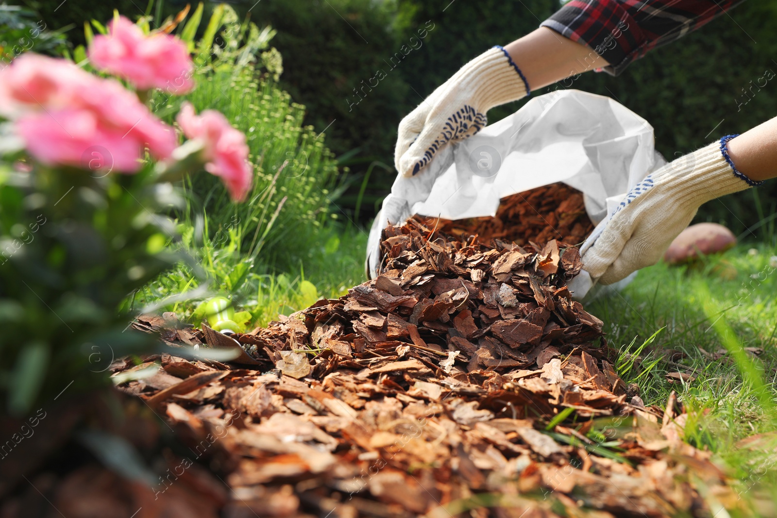 Photo of Woman mulching soil with bark chips in garden, closeup