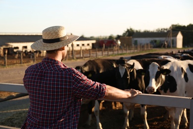 Photo of Worker standing near cow pen on farm. Animal husbandry