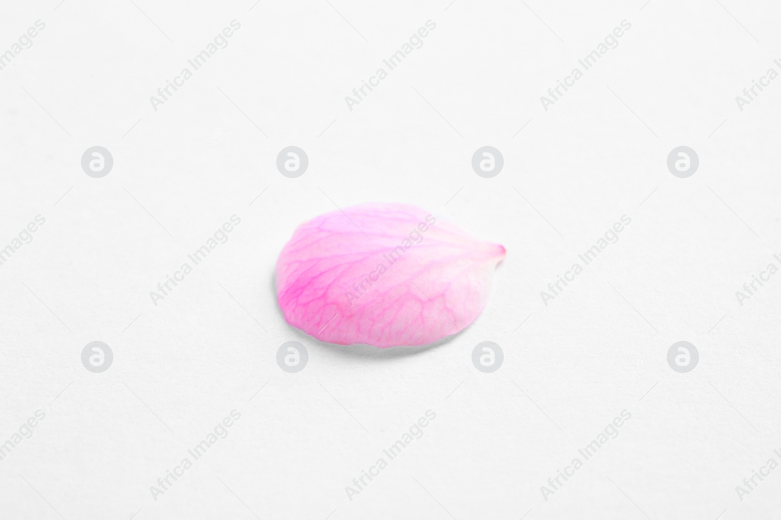 Photo of Petal of apricot tree blossom on white background