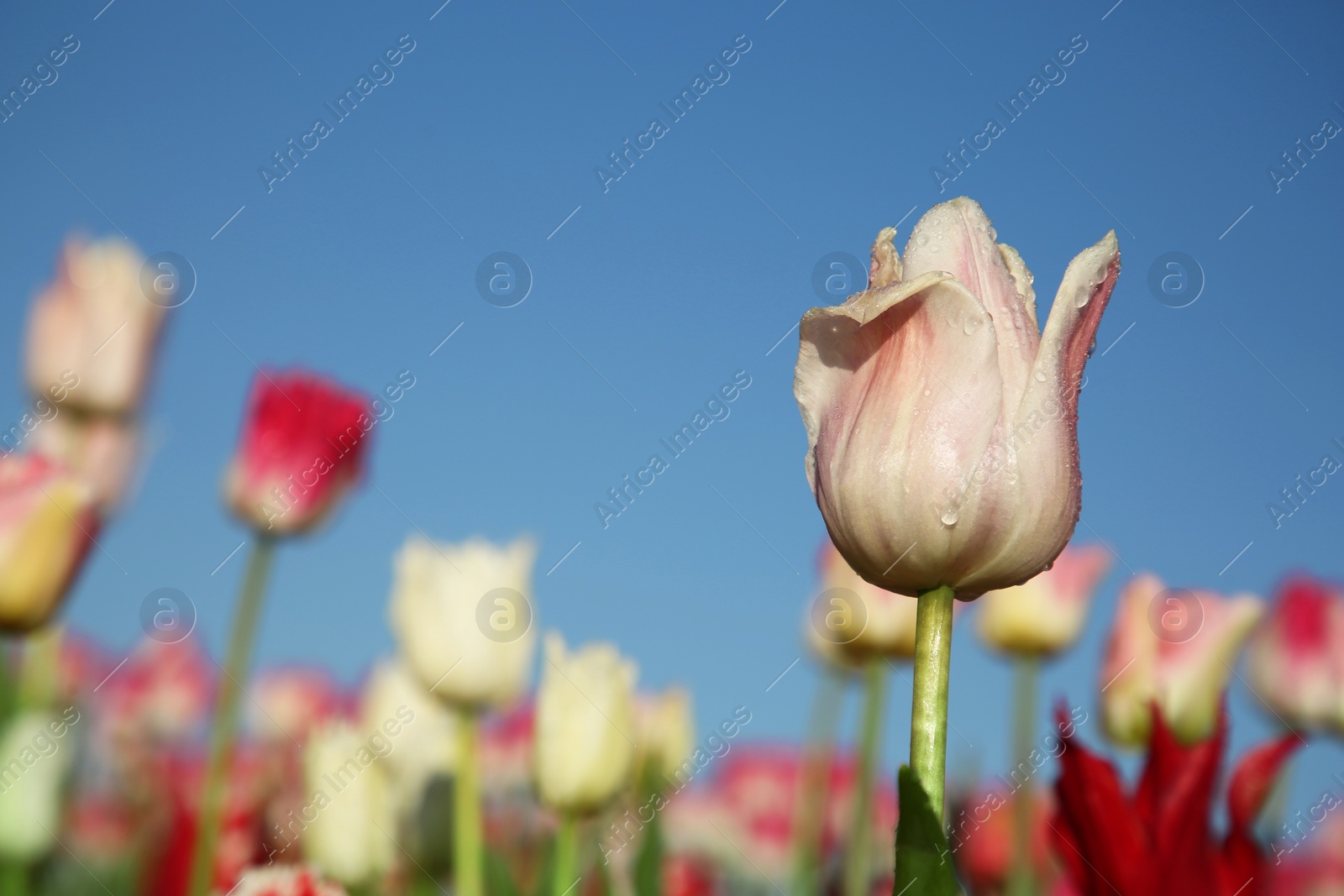 Photo of Beautiful pink tulip flowers against blue sky, closeup. Space for text