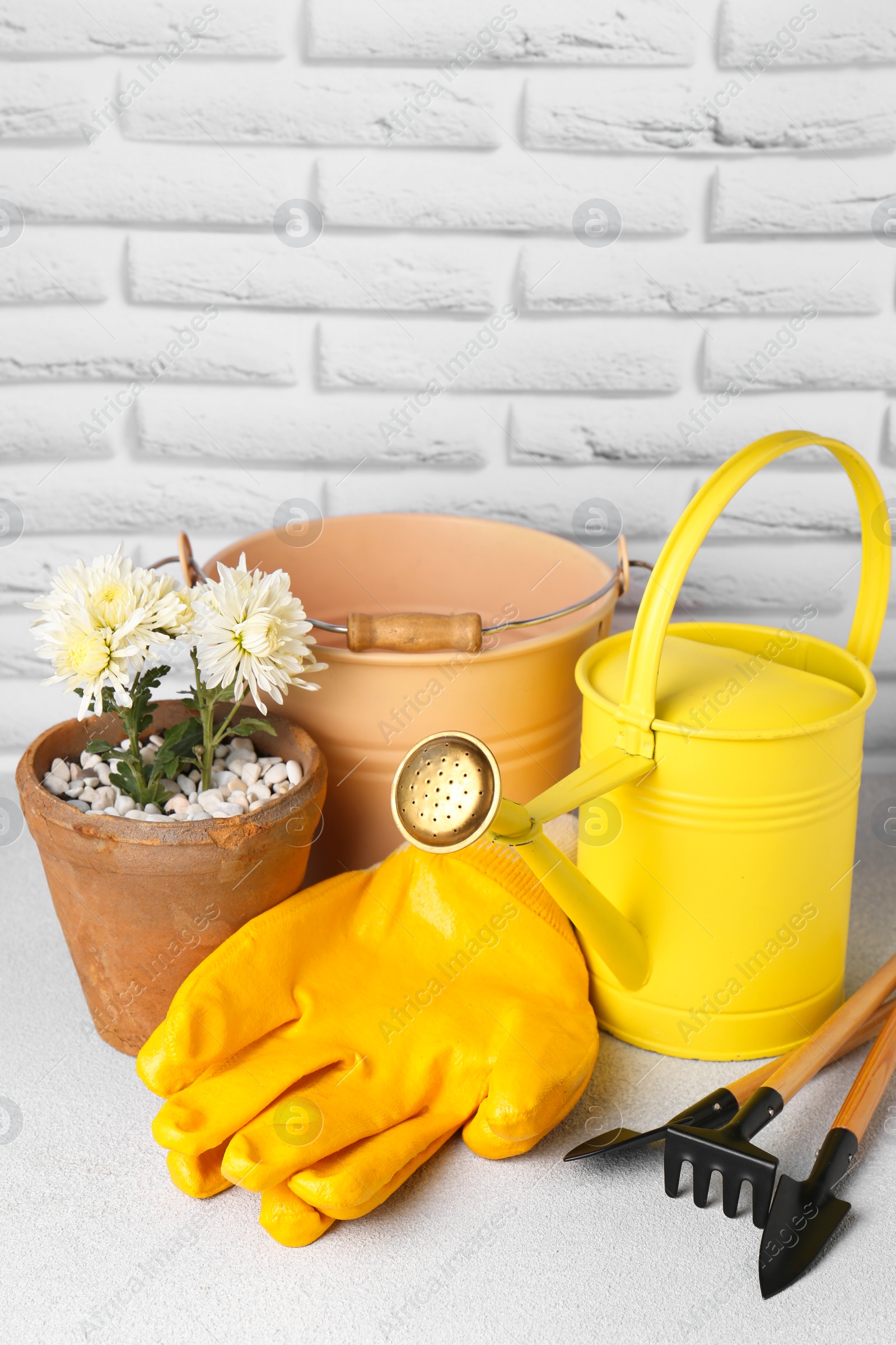 Photo of Basket with watering can, gardening tools and beautiful plant on table near white brick wall