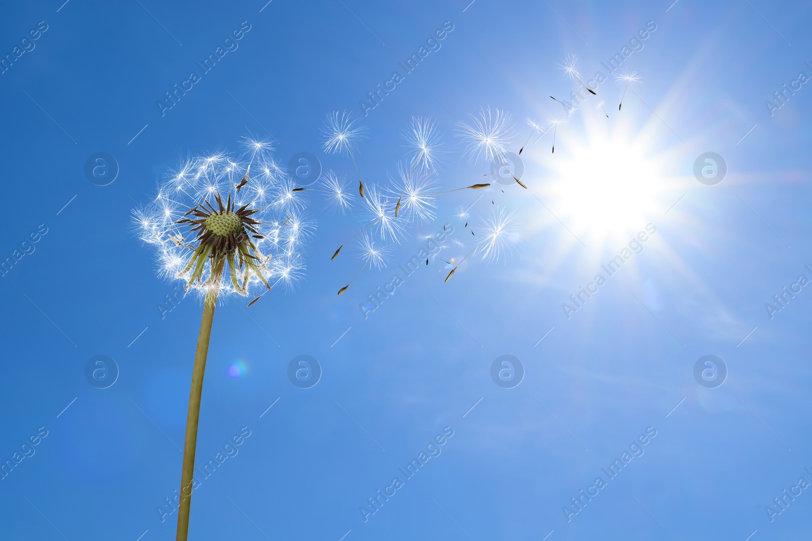 Image of Beautiful puffy dandelion and flying seeds against blue sky on sunny day 