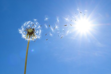 Image of Beautiful puffy dandelion and flying seeds against blue sky on sunny day 