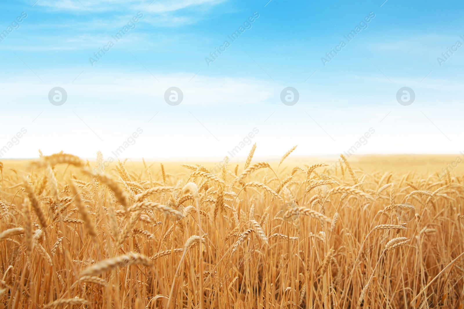 Photo of Wheat grain field on sunny day. Cereal farming