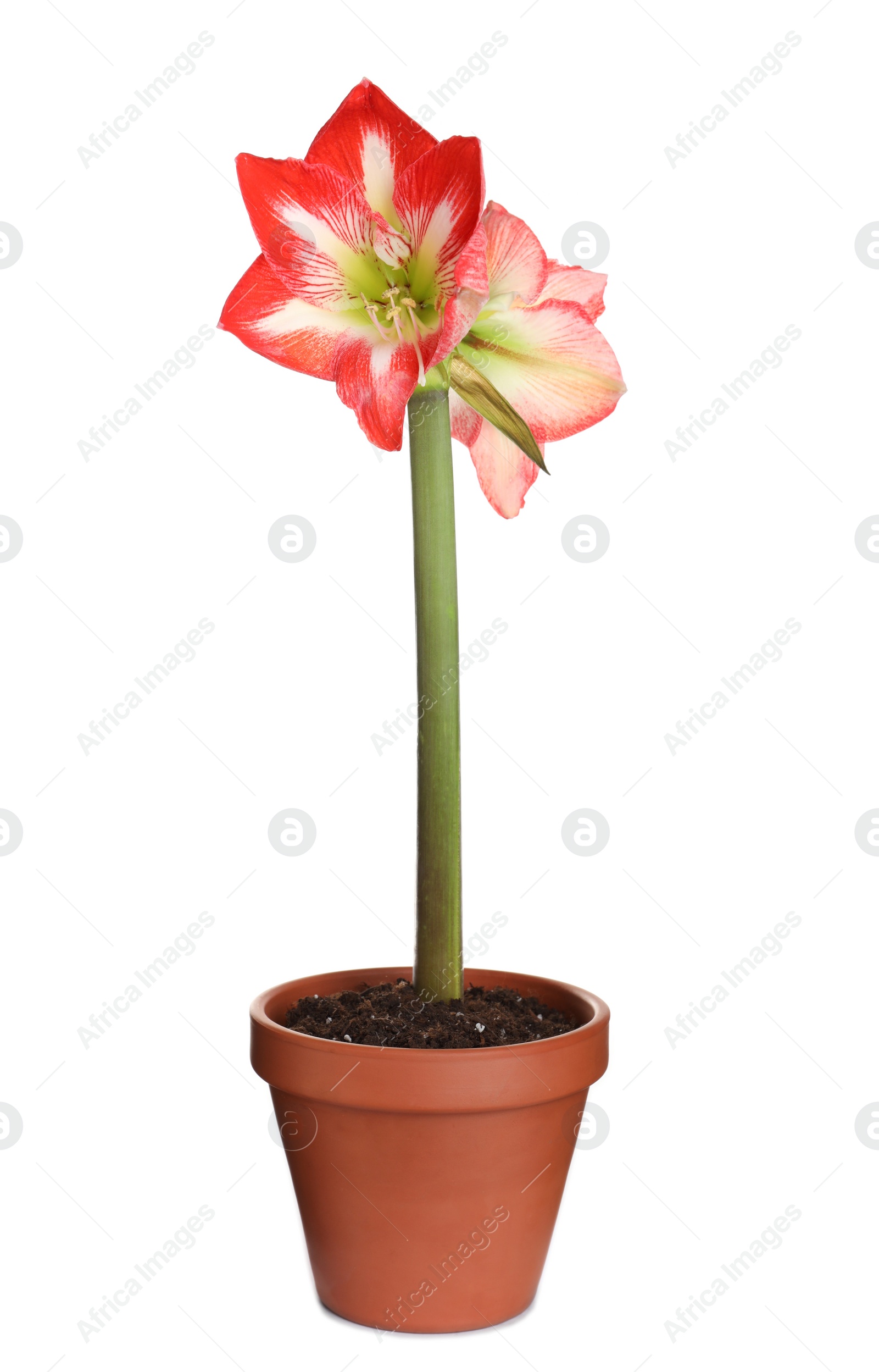 Photo of Beautiful red amaryllis flower isolated on white